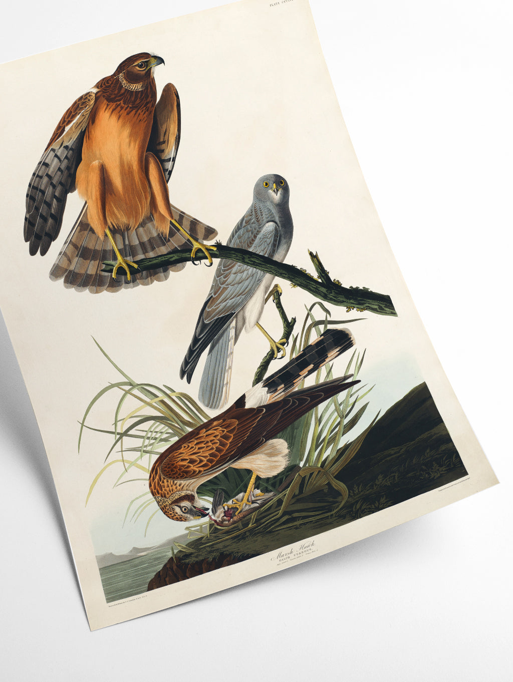 Marsh Hawk - Birds of America by John Audubon