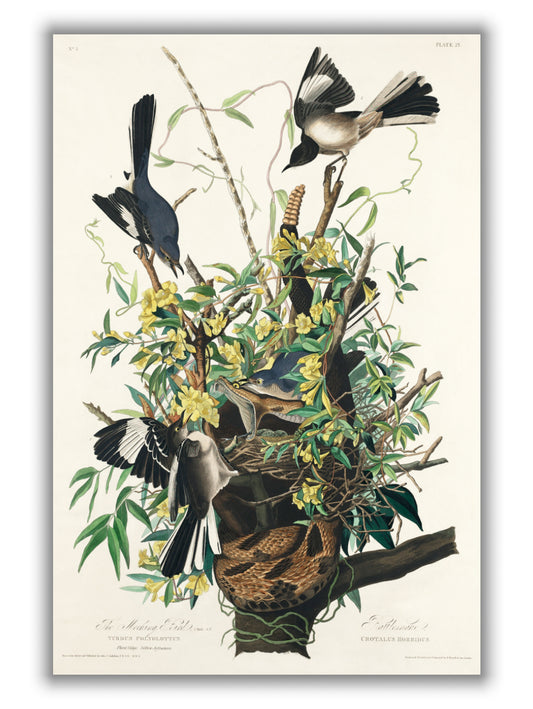 Mocking Bird - Birds of America by John Audubon