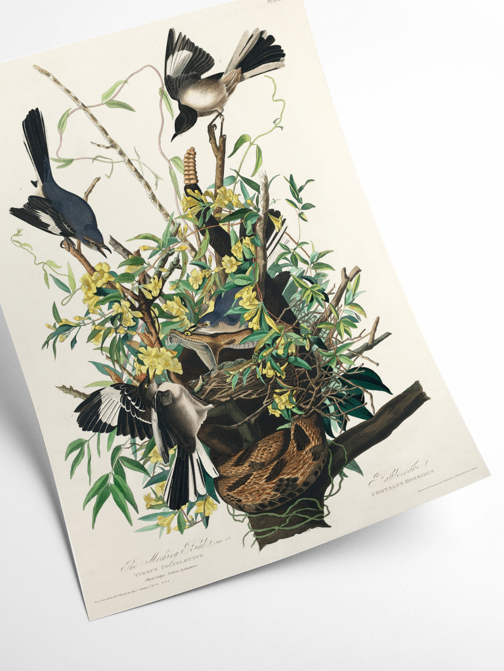 Mocking Bird - Birds of America by John Audubon