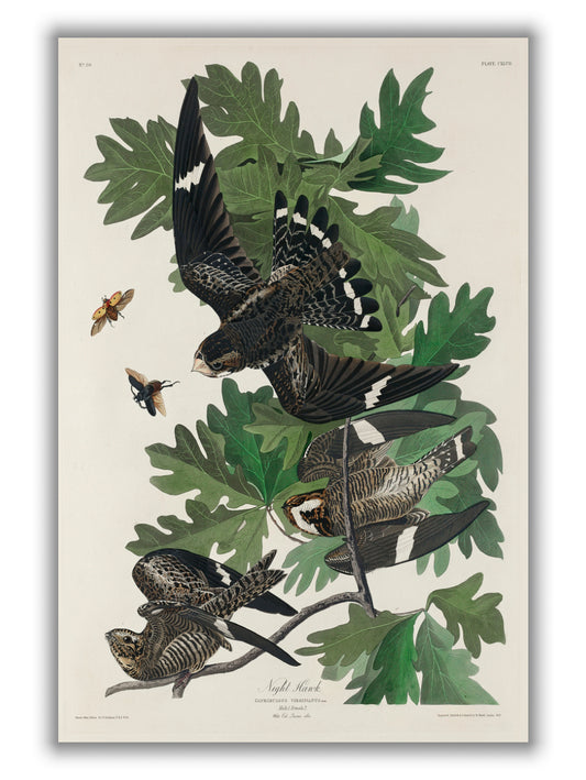 Night Hawk - Birds of America by John Audubon