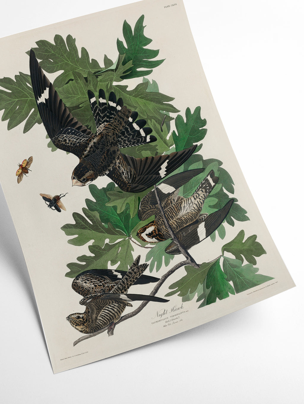 Night Hawk - Birds of America by John Audubon