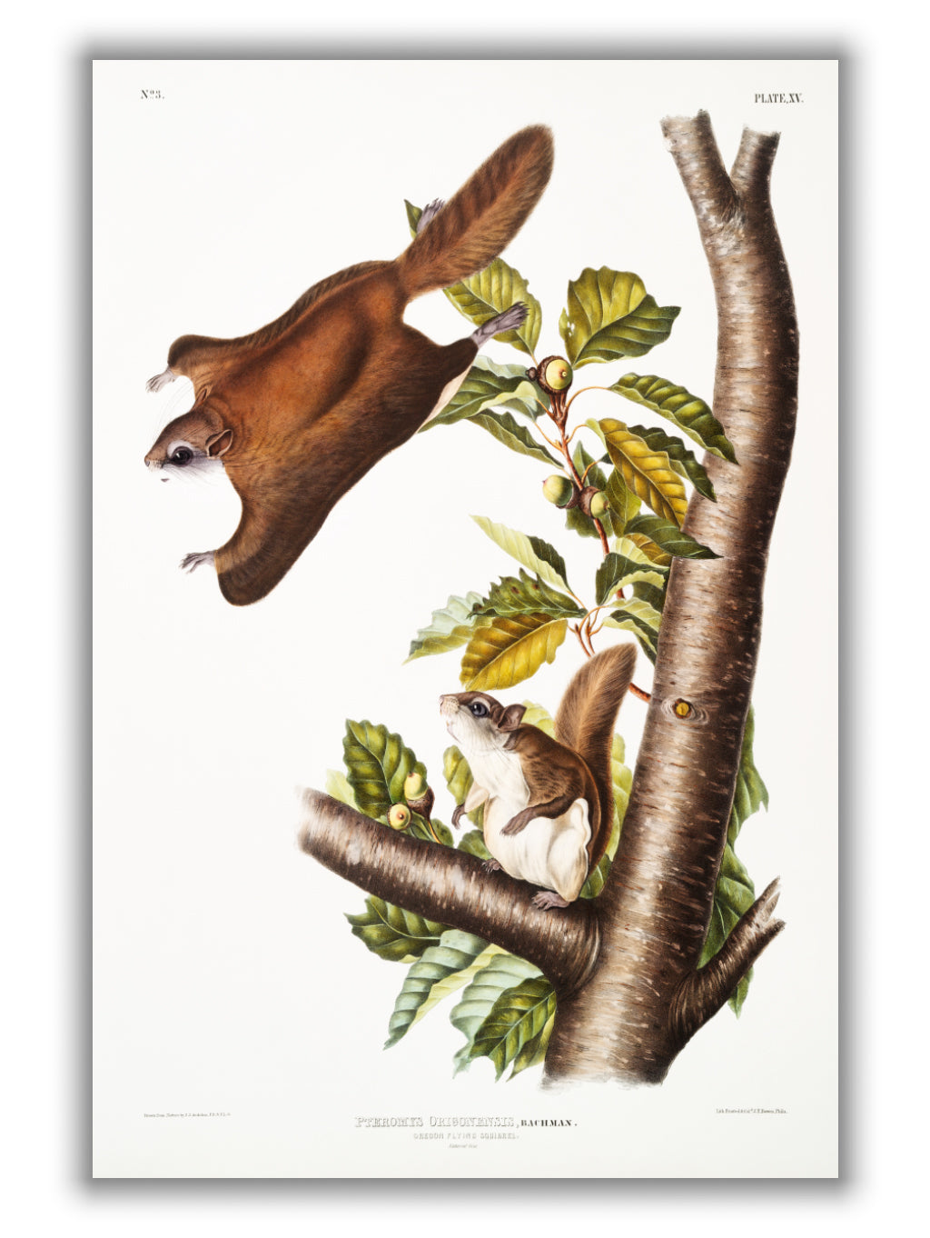 Oregon Flying Squirrel - Birds of America by John Audubon