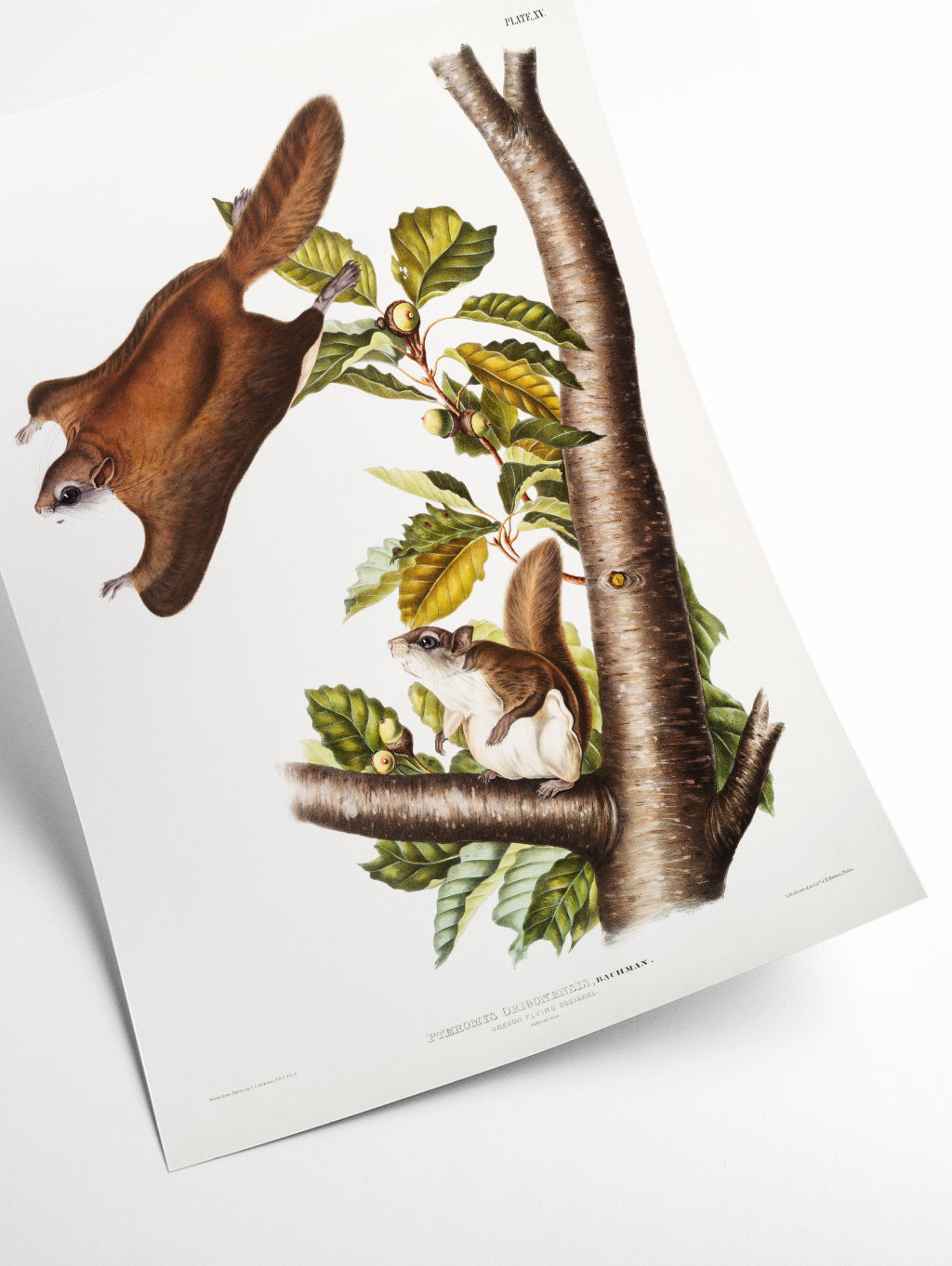 Oregon Flying Squirrel - Birds of America by John Audubon