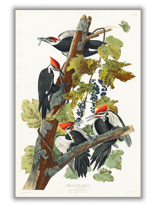 Pileated Woodpecker - Birds of America by John Audubon