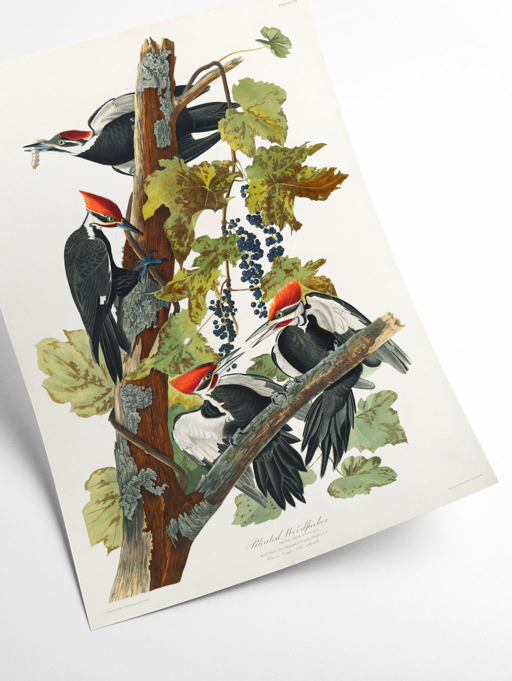 Pileated Woodpecker - Birds of America by John Audubon