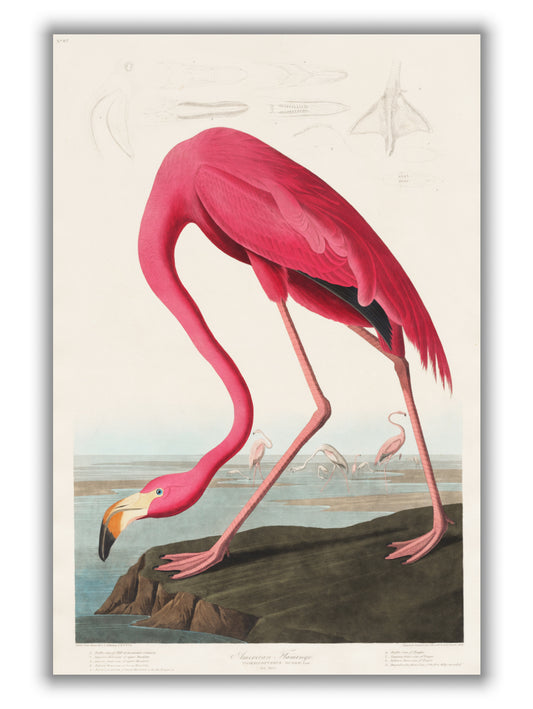Pink Flamingo - Birds of America by John Audubon