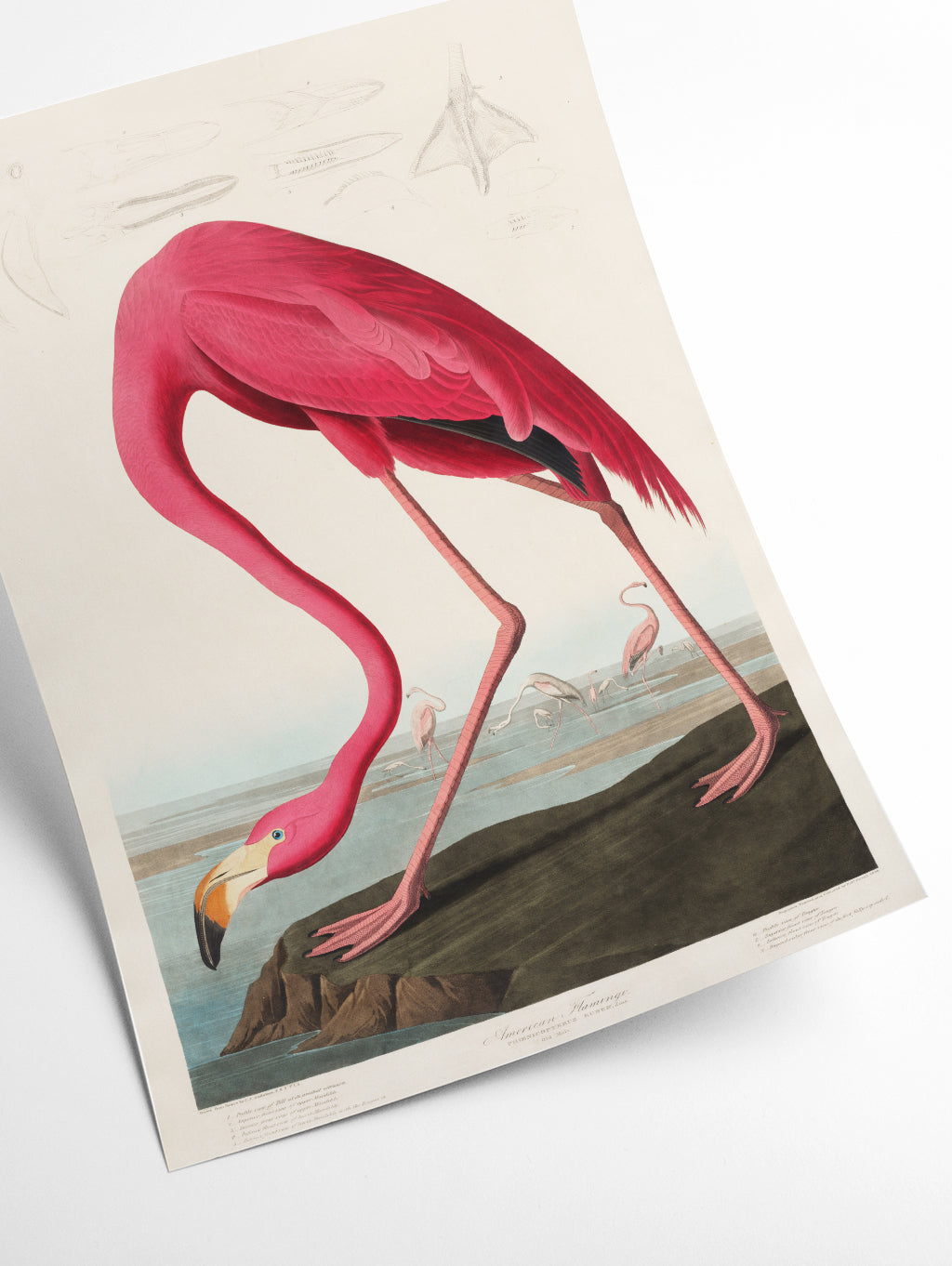 Pink Flamingo - Birds of America by John Audubon