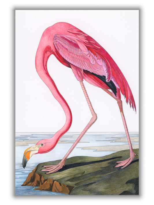 Pink Flamingo II - Birds of America by John Audubon