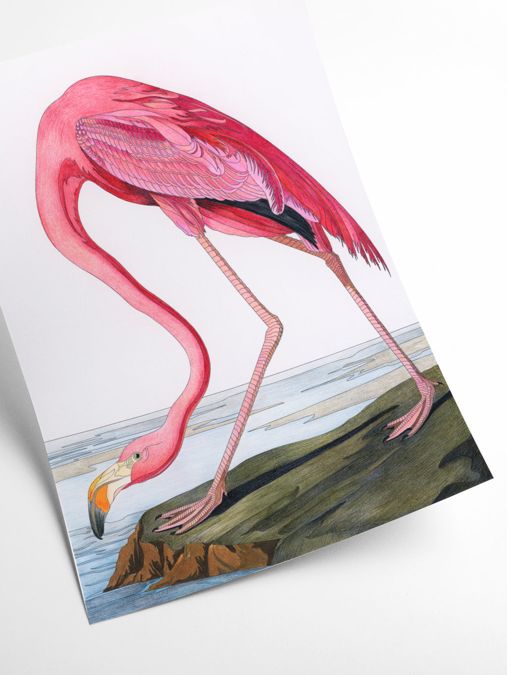 Pink Flamingo II - Birds of America by John Audubon