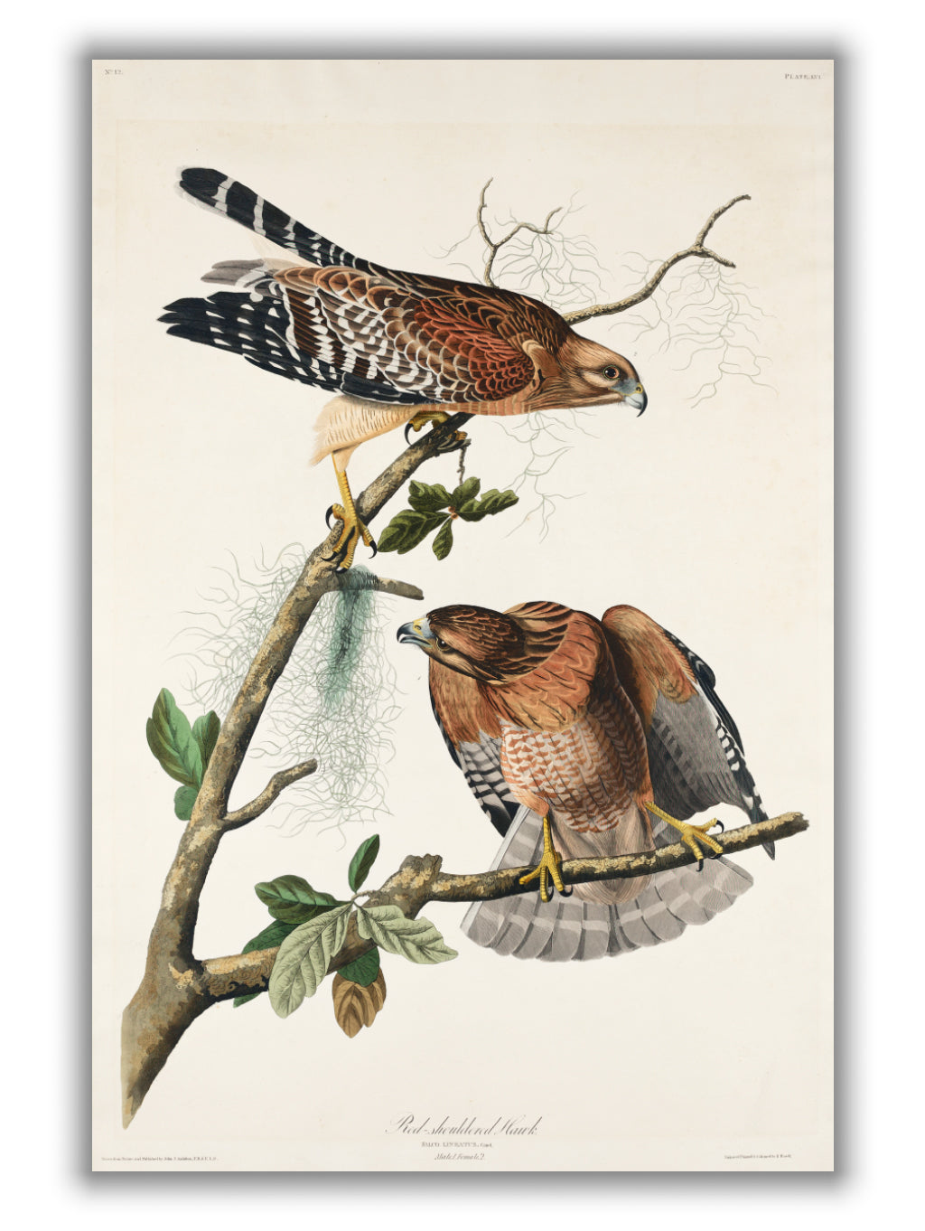 Red-shouldered Hawk - Birds of America by John Audubon