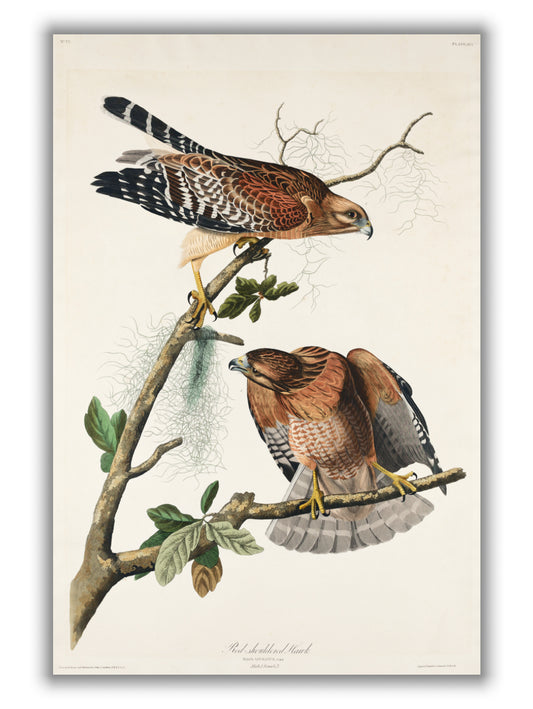 Red-shouldered Hawk - Birds of America by John Audubon