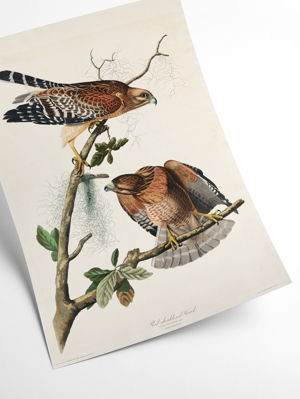 Red-shouldered Hawk - Birds of America by John Audubon