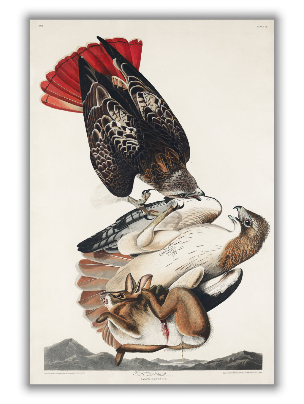 Red-tailed Hawk - Birds of America by John Audubon