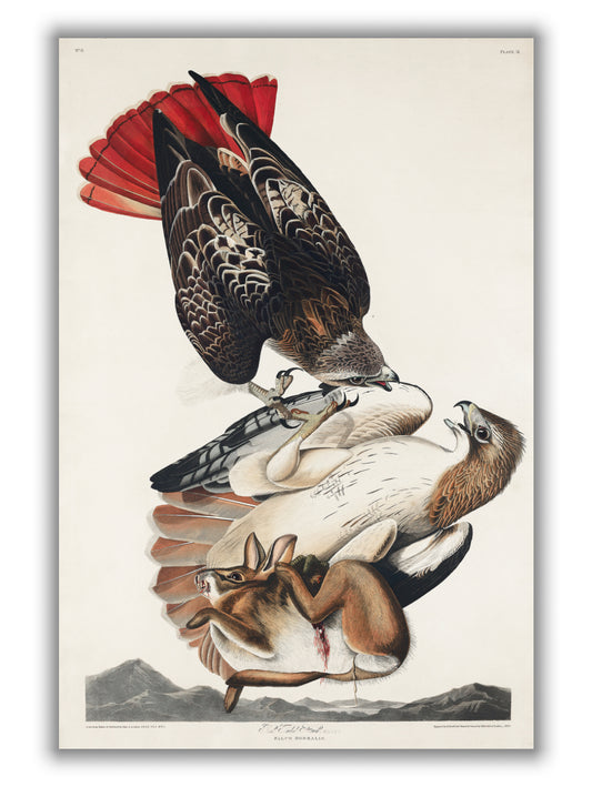 Red-tailed Hawk - Birds of America by John Audubon