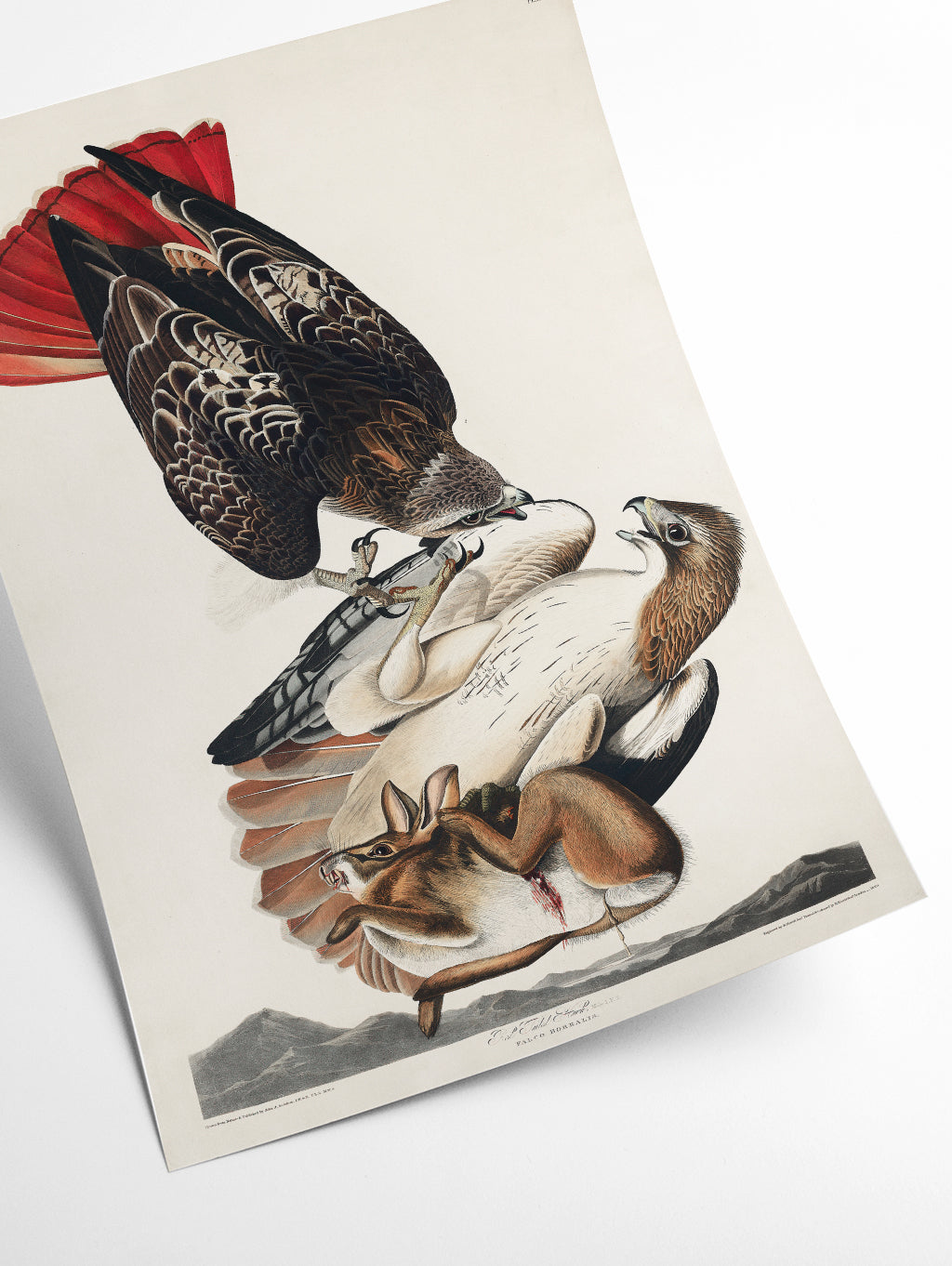 Red-tailed Hawk - Birds of America by John Audubon