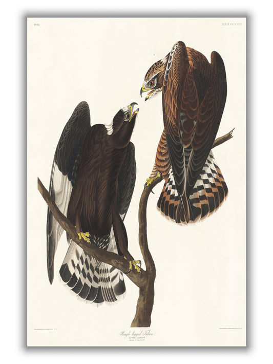 Rough-legged Falcon - Birds of America by John Audubon
