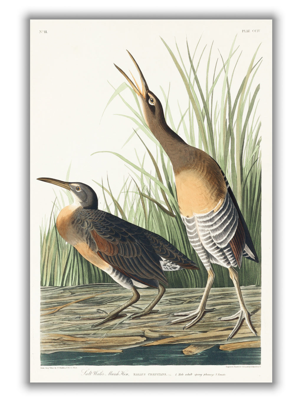 Salt Water Marsh Hen - Birds of America by John Audubon