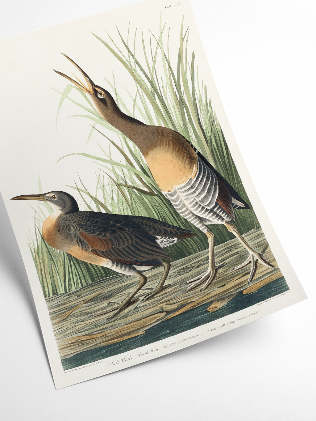 Salt Water Marsh Hen - Birds of America by John Audubon