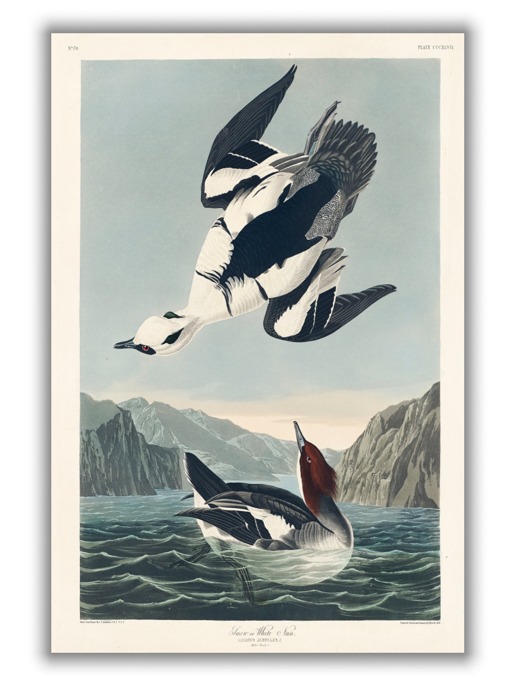 Smew or White Nun - Birds of America by John Audubon
