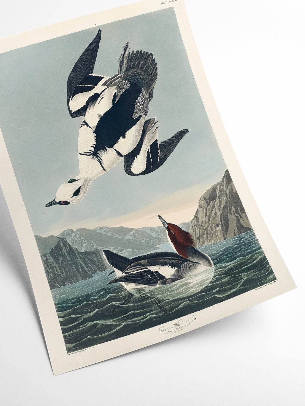 Smew or White Nun - Birds of America by John Audubon