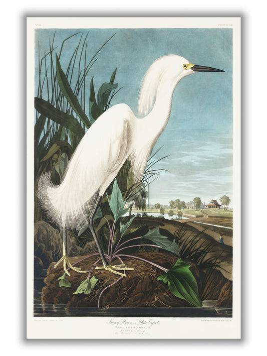 Snowy Heron, or White Egret - Birds of America by John Audubon