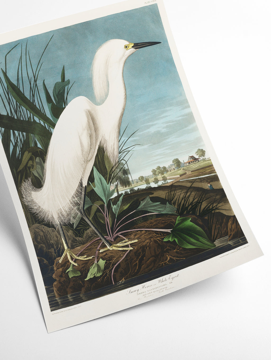 Snowy Heron, or White Egret - Birds of America by John Audubon