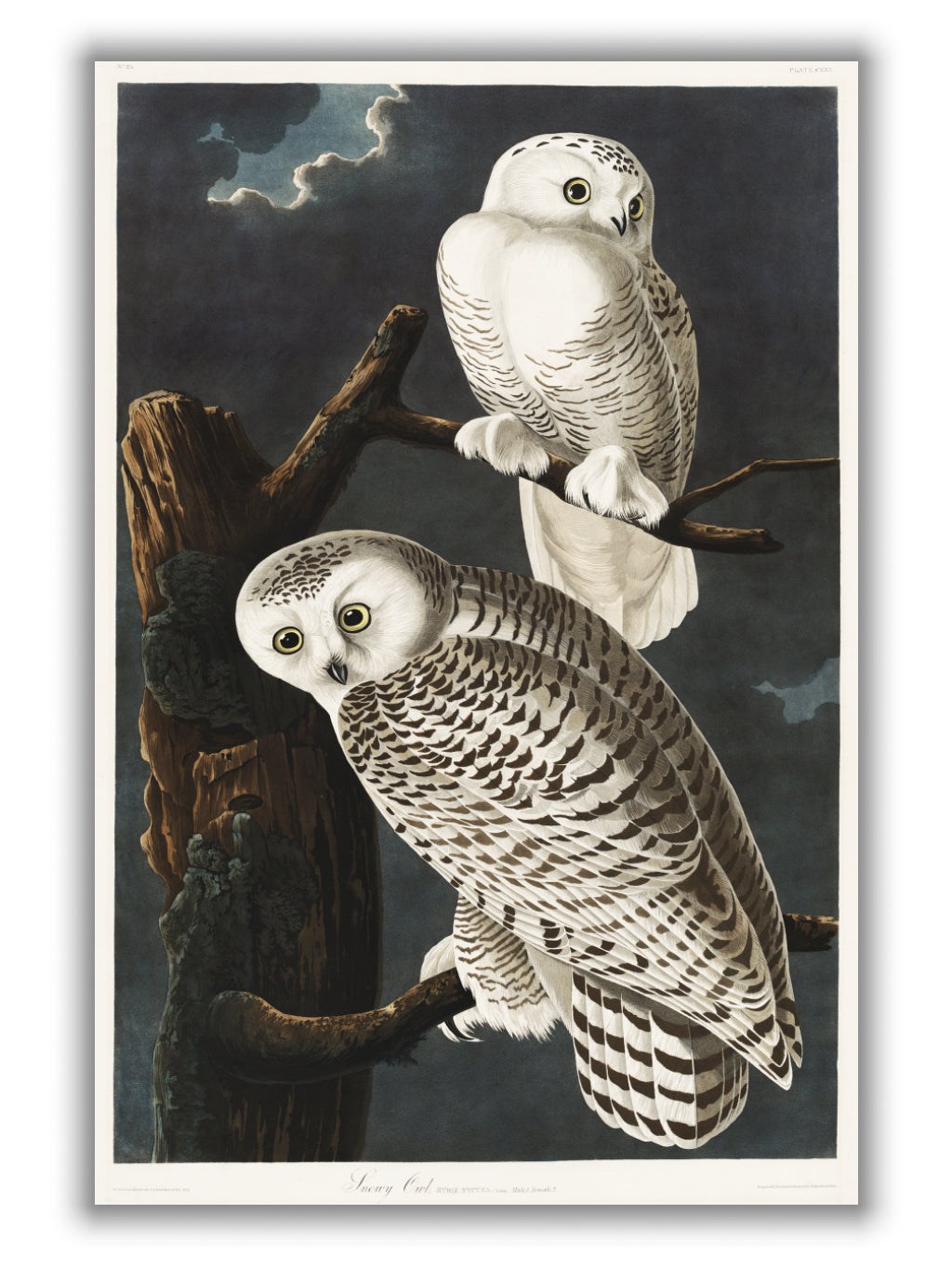 Snowy Owl - Birds of America by John Audubon