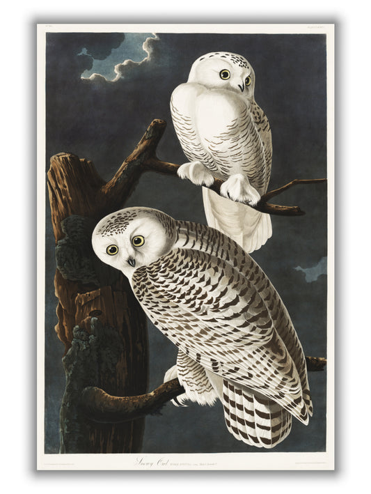 Snowy Owl - Birds of America by John Audubon