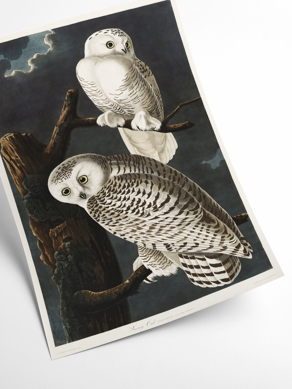 Snowy Owl - Birds of America by John Audubon