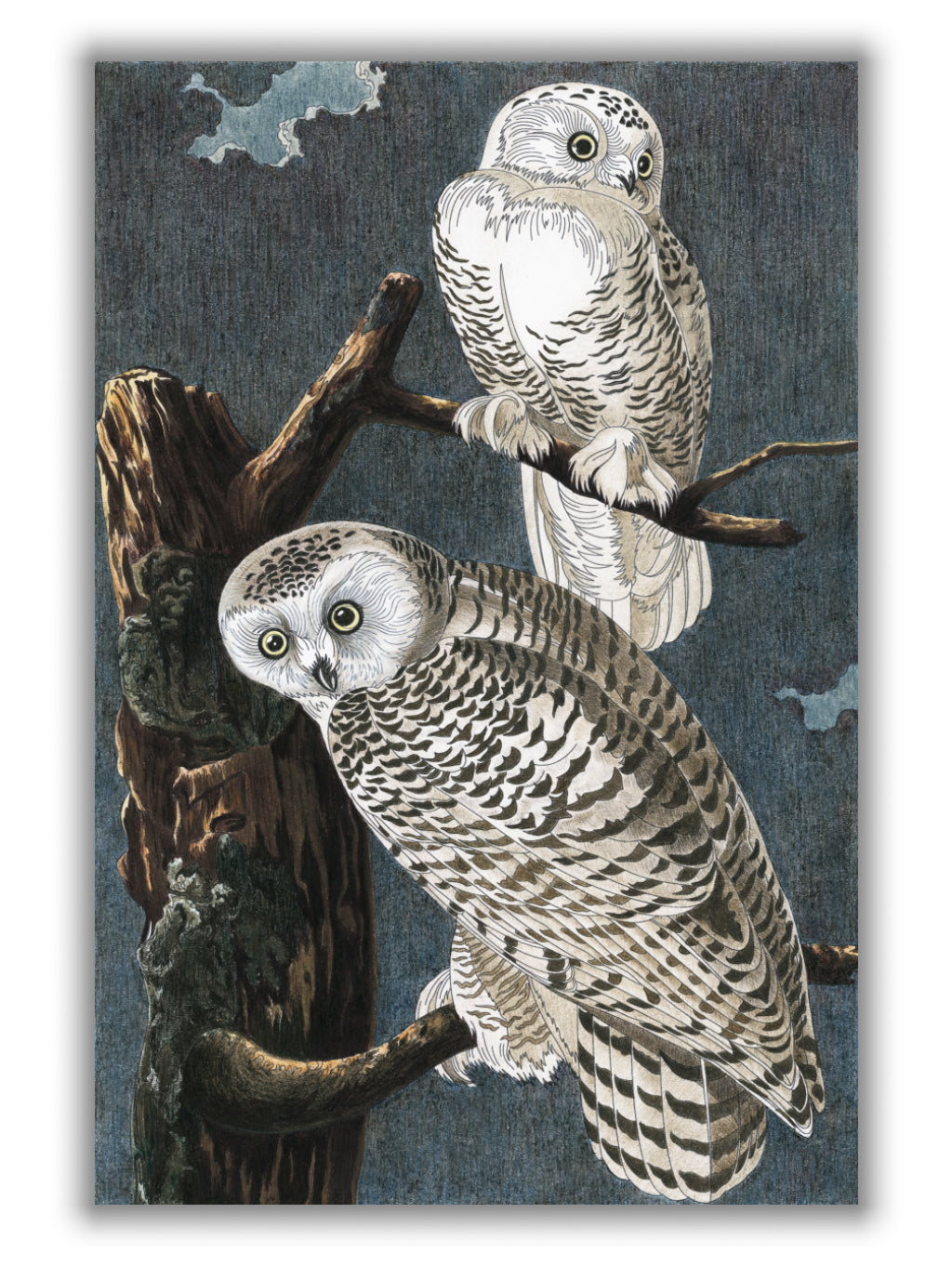 Snowy Owl II- Birds of America by John Audubon