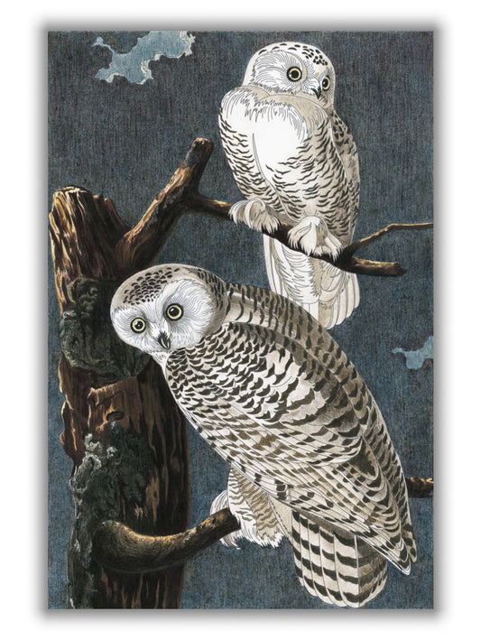 Snowy Owl II- Birds of America by John Audubon