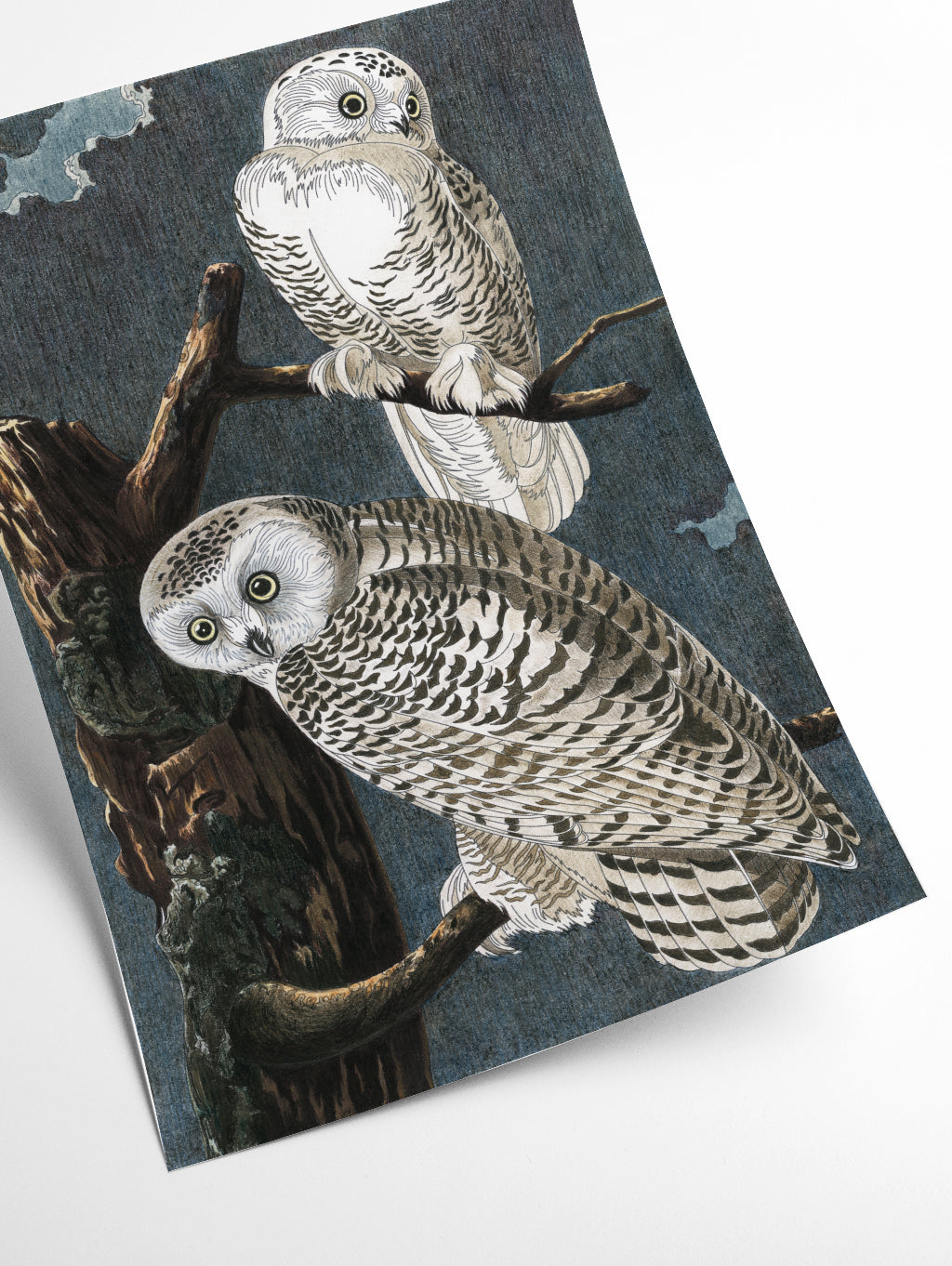 Snowy Owl II- Birds of America by John Audubon