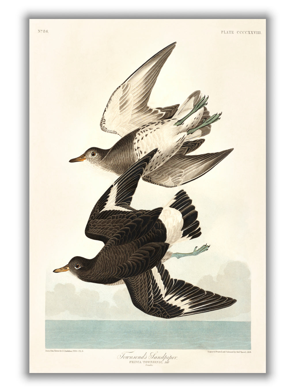 Townsend's Sandpiper - Birds of America by John Audubon