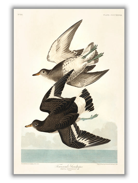 Townsend's Sandpiper - Birds of America by John Audubon