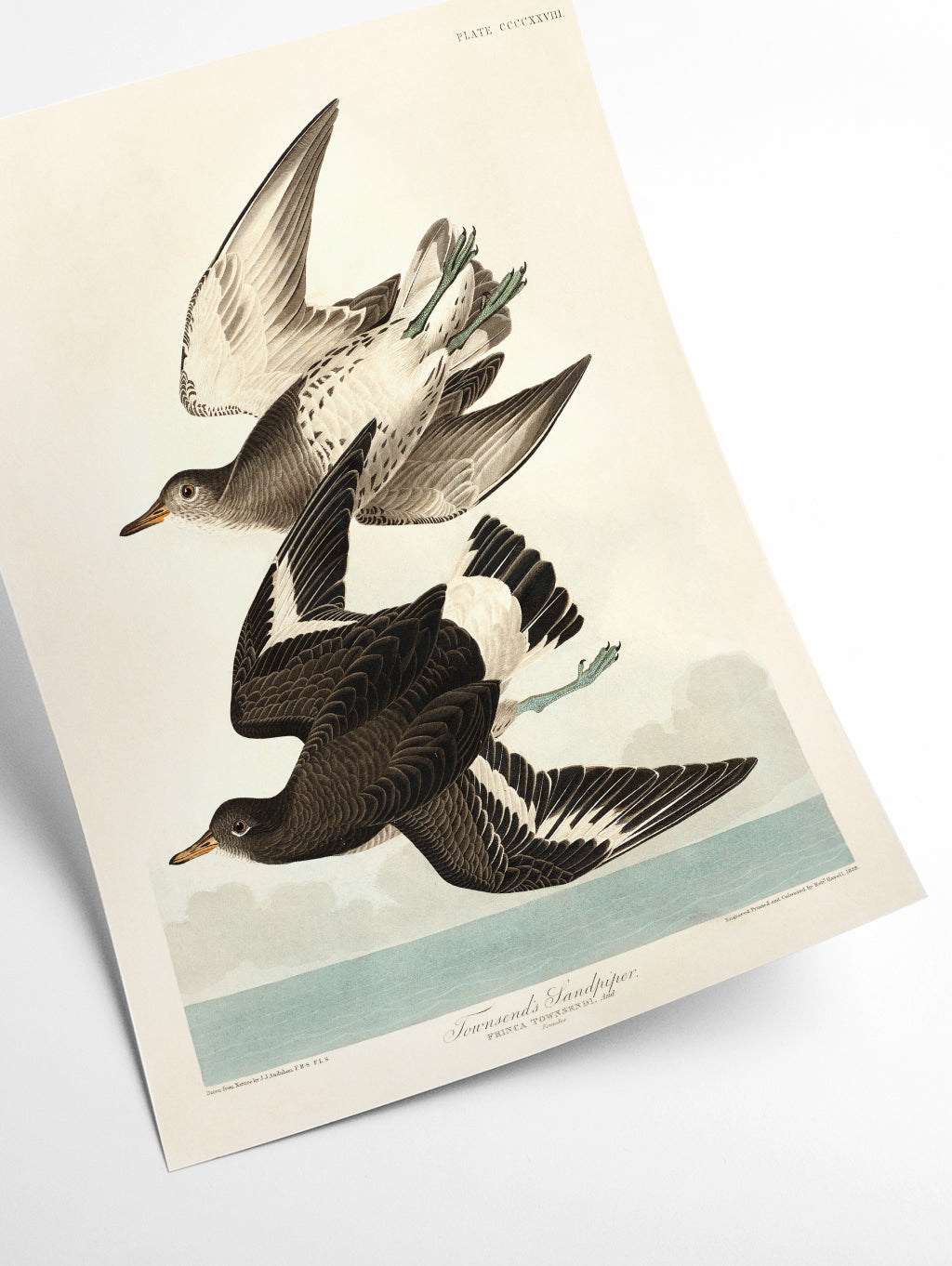 Townsend's Sandpiper - Birds of America by John Audubon
