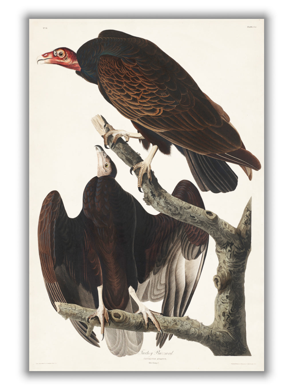 Turkey Buzzard - Birds of America by John Audubon