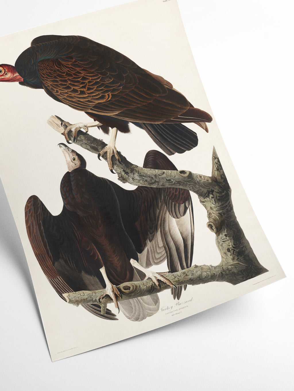 Turkey Buzzard - Birds of America by John Audubon