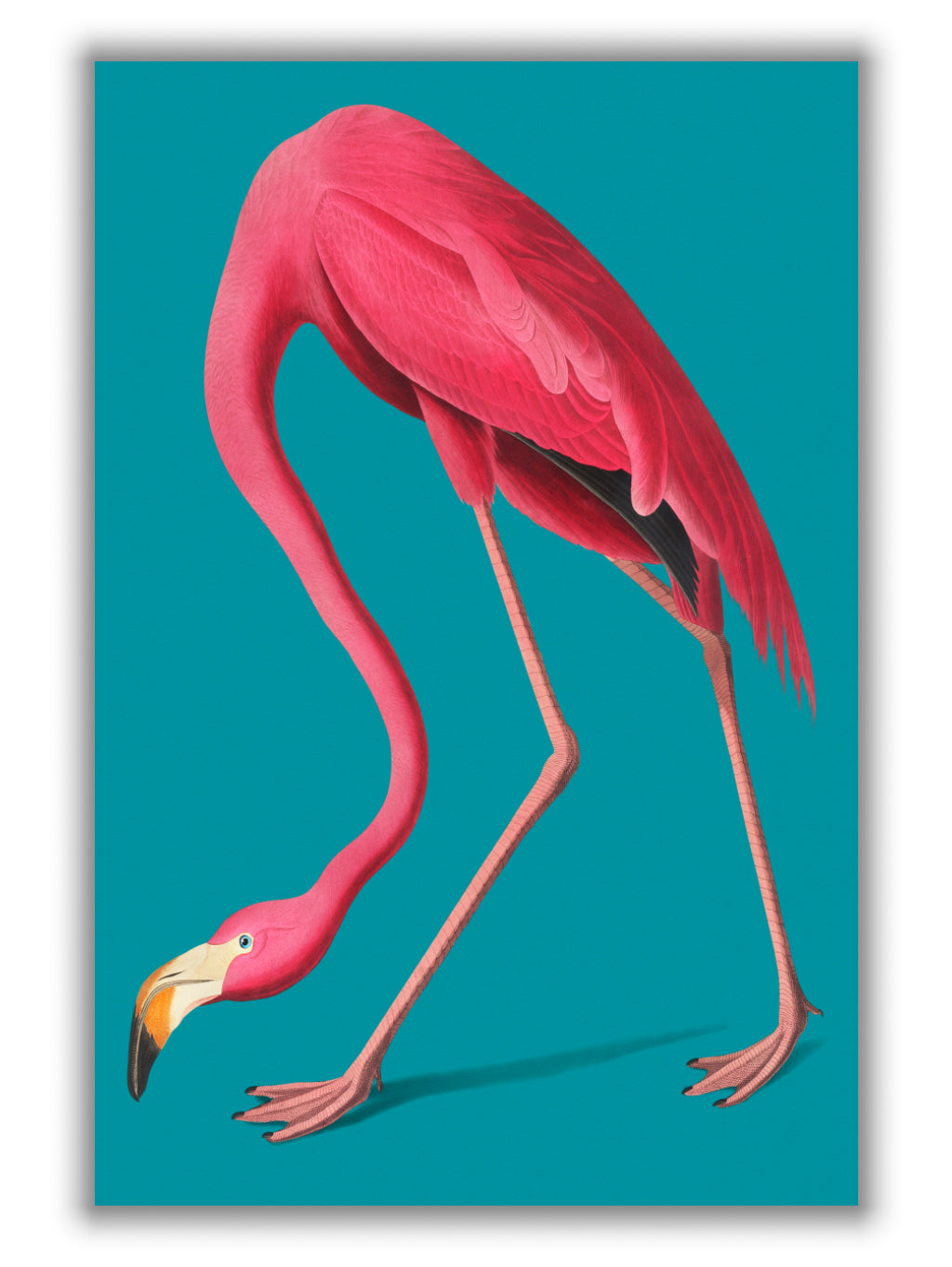 Vintage Illustration of Pink Flamingo