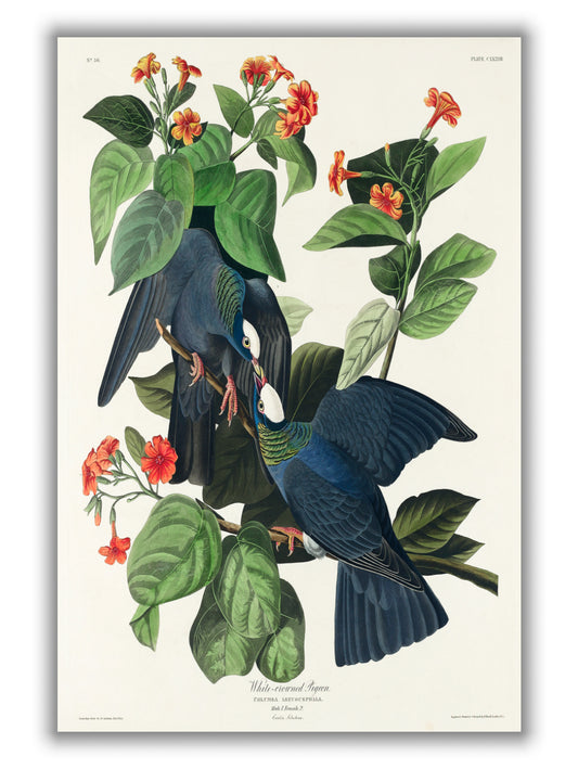 White-crowned Pigeon - Birds of America by John Audubon