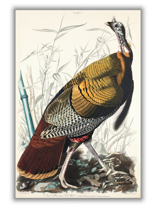 Wild Turkey or Great American Cock - Birds of America by John Audubon