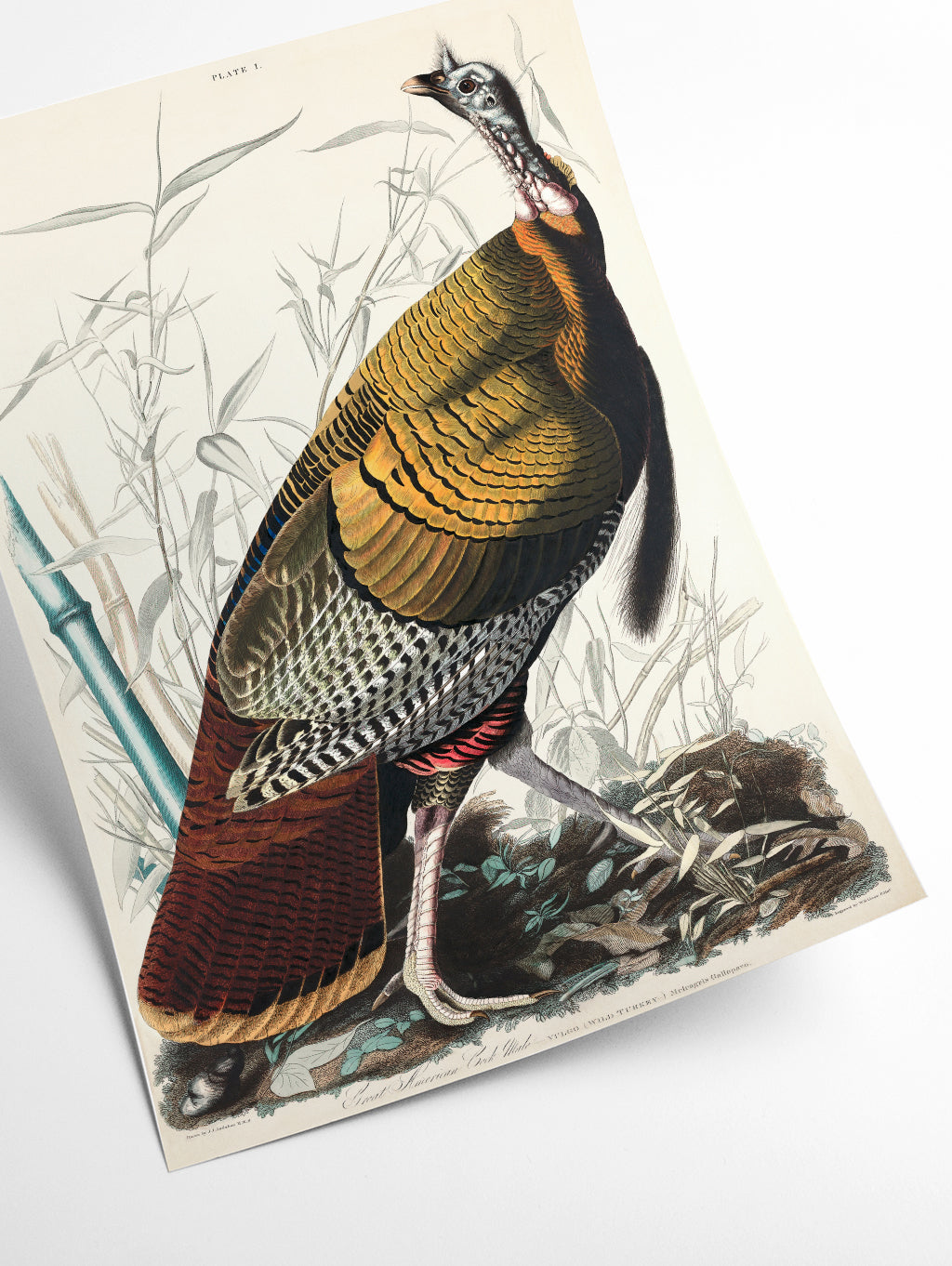 Wild Turkey or Great American Cock - Birds of America by John Audubon