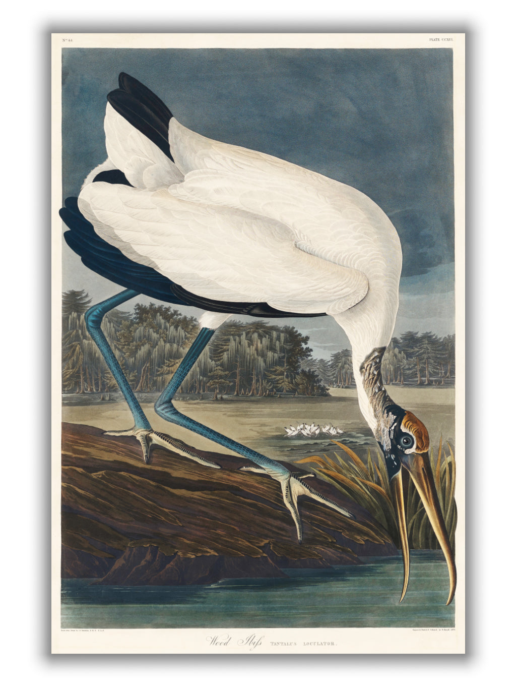 Wood Ibiss - Birds of America by John Audubon