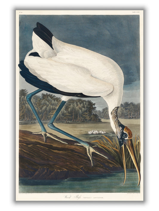 Wood Ibiss - Birds of America by John Audubon