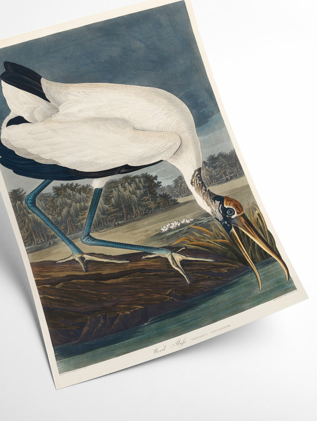 Wood Ibiss - Birds of America by John Audubon