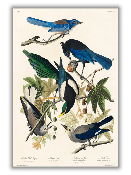 Yellow-Billed Magpie, Stellers Jay, Ultramarine Jay and Clark's Crow - Birds of America by John Audubon