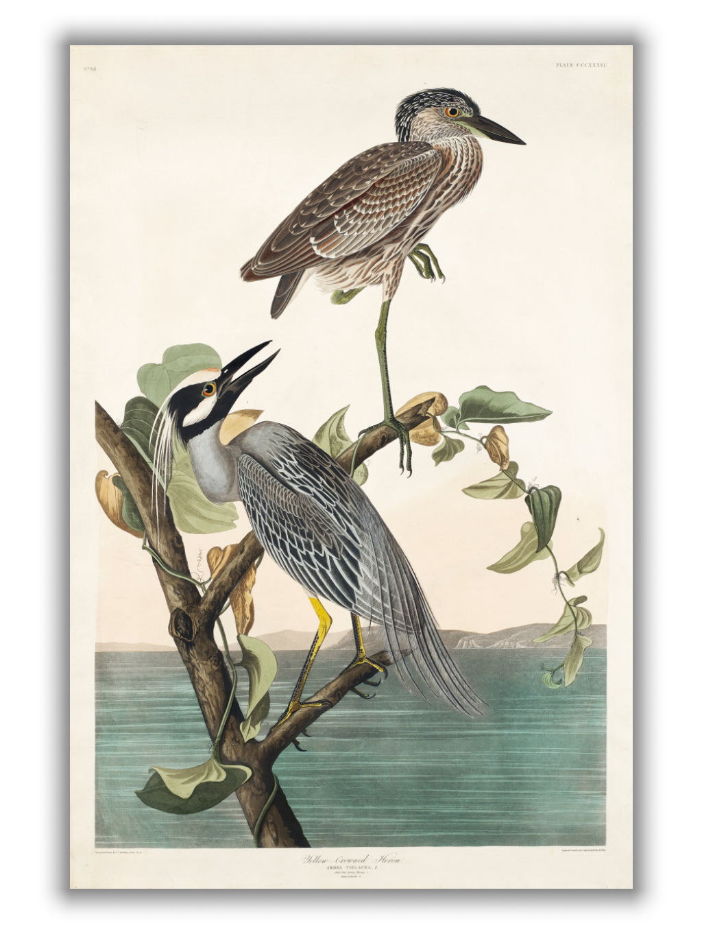 Yellow-Crowned Heron - Birds of America by John Audubon