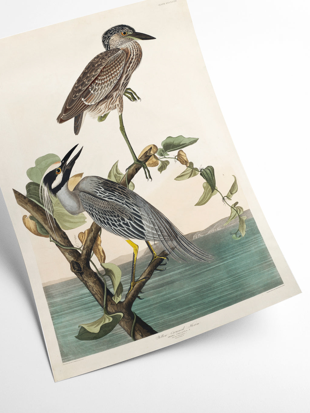 Yellow-Crowned Heron - Birds of America by John Audubon