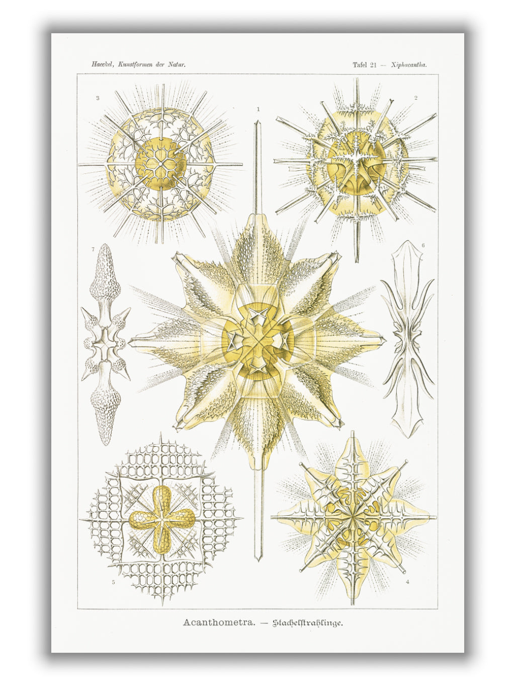 Acanthometra–Stachelstrahlinge by Ernst Haeckel