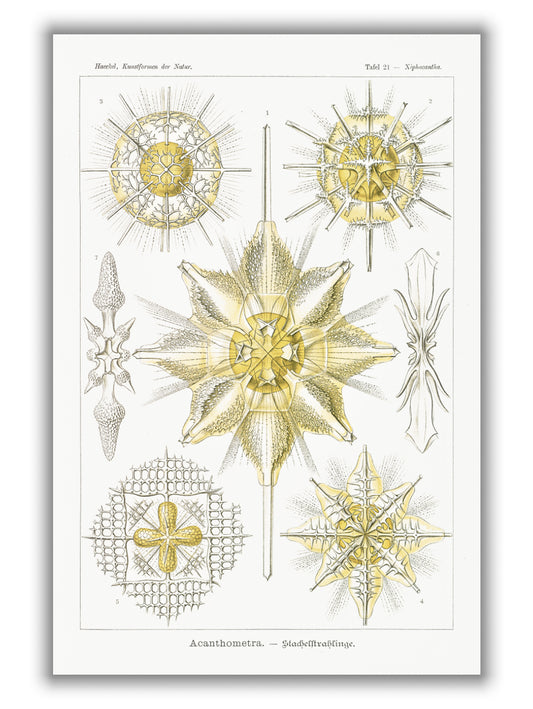 Acanthometra–Stachelstrahlinge by Ernst Haeckel