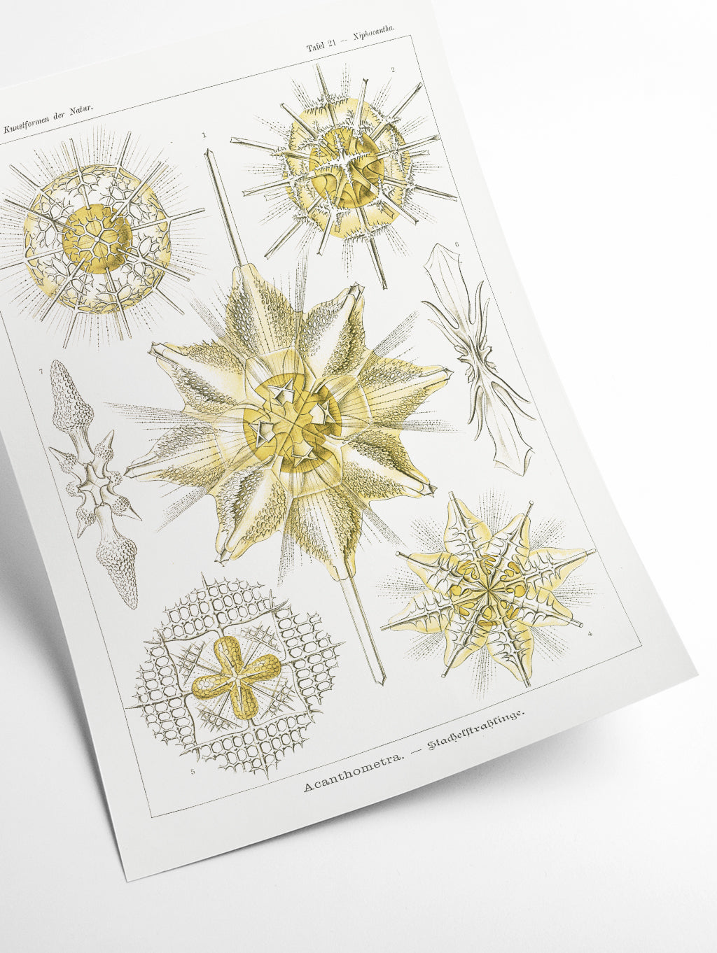 Acanthometra–Stachelstrahlinge by Ernst Haeckel
